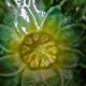 Sunflower bowl in slipware