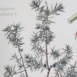 Botanical plates