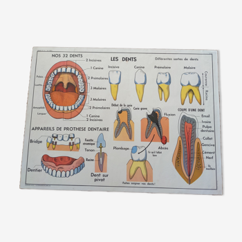 Ancienne affiches scolaire mdi vintage dents dentiste la respiration médecine anatomie les dents