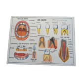 Old school posters mdi vintage teeth dentist breathing medicine anatomy teeth