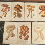 Series of 27 plates h. baillon iconography flora mushrooms vintage