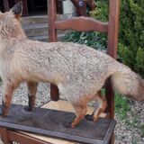 Naturalized European fox with very beautiful coat, put on wooden support – Very good condition