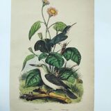 Old engraving from 1838 -Todier bird- Zoological and ornithological hand-colored board