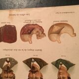 Ancient anatomical plank