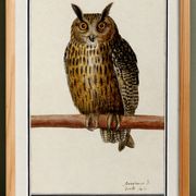 Petite affiche sur le Hibou grand-duc, d'après une gravure ancienne de 1610