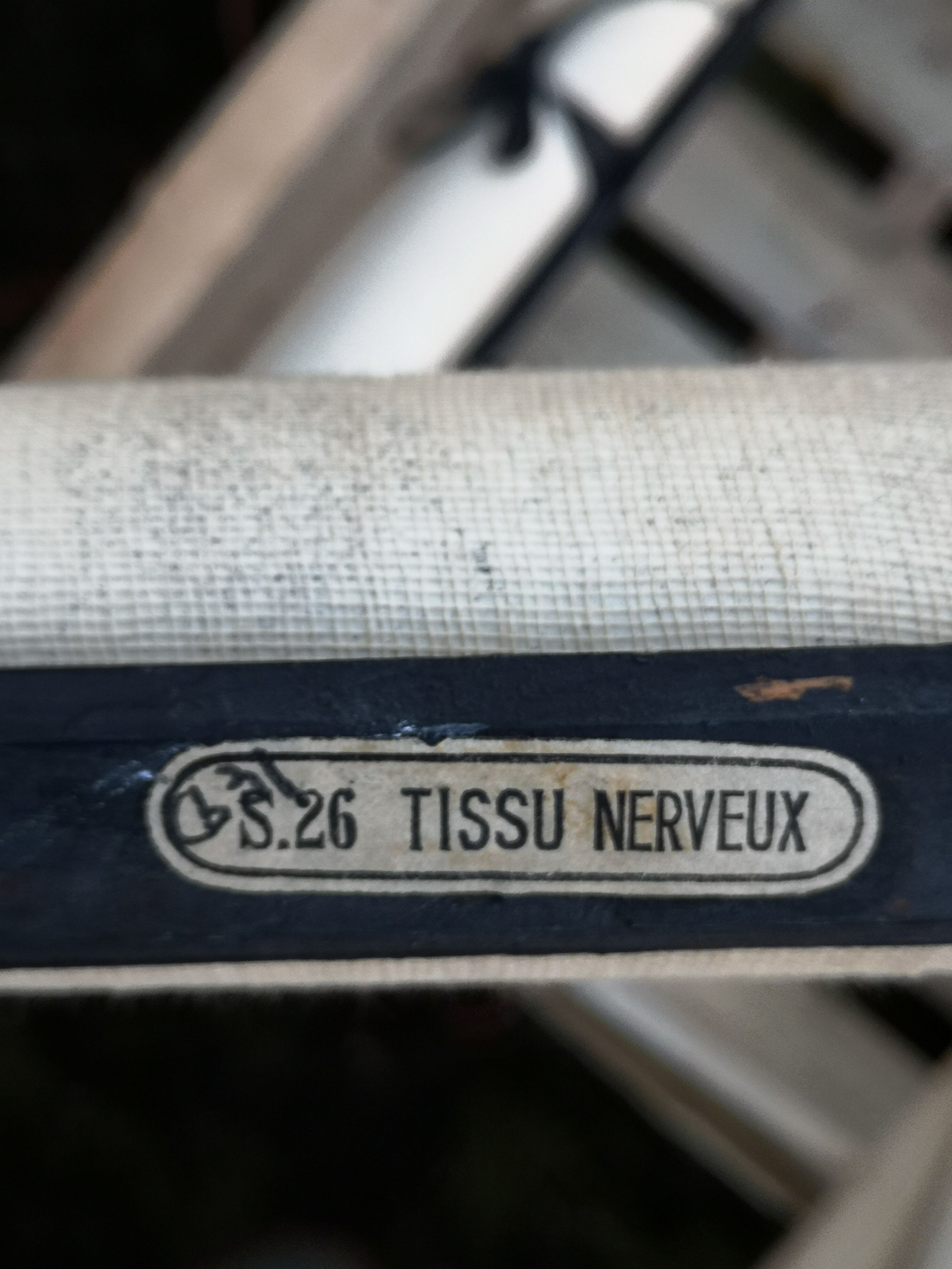 School poster of doctor Auzoux nerve tissue