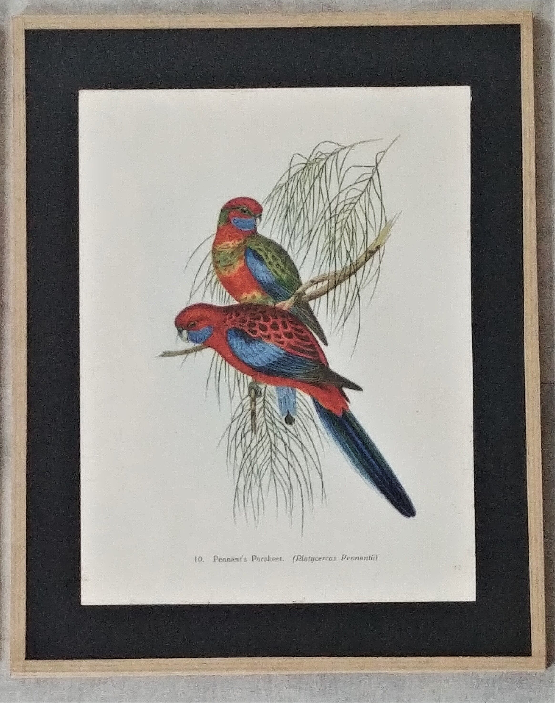 Three engravings of exotic birds