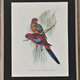 Three engravings of exotic birds