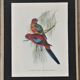 Three engravings of exotic birds