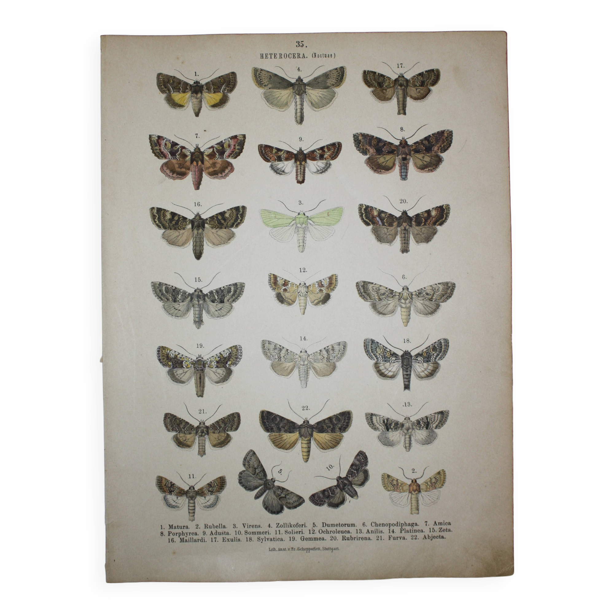 Old engraving of Butterflies - Lithograph from 1887 - Matura - Original illustration