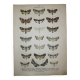 Old engraving of Butterflies - Lithograph from 1887 - Matura - Original illustration