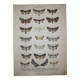 Old engraving of Butterflies - Lithograph from 1887 - Matura - Original illustration
