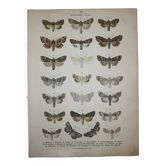 Old engraving of Butterflies - Lithograph from 1887 - Matura - Original illustration