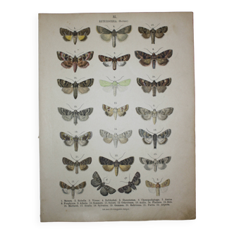 Old engraving of Butterflies - Lithograph from 1887 - Matura - Original illustration