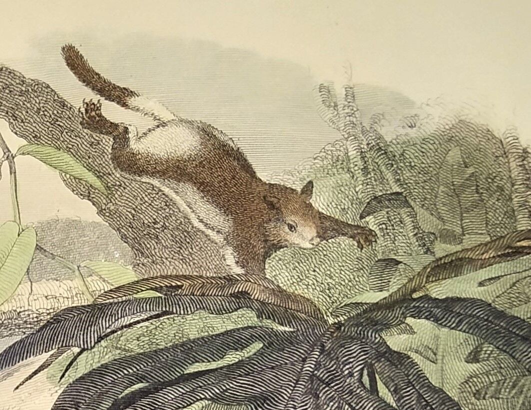 Original zoological plate from 1839 "saurian" the bojobi