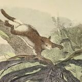 Original zoological plate from 1839 "saurian" the bojobi