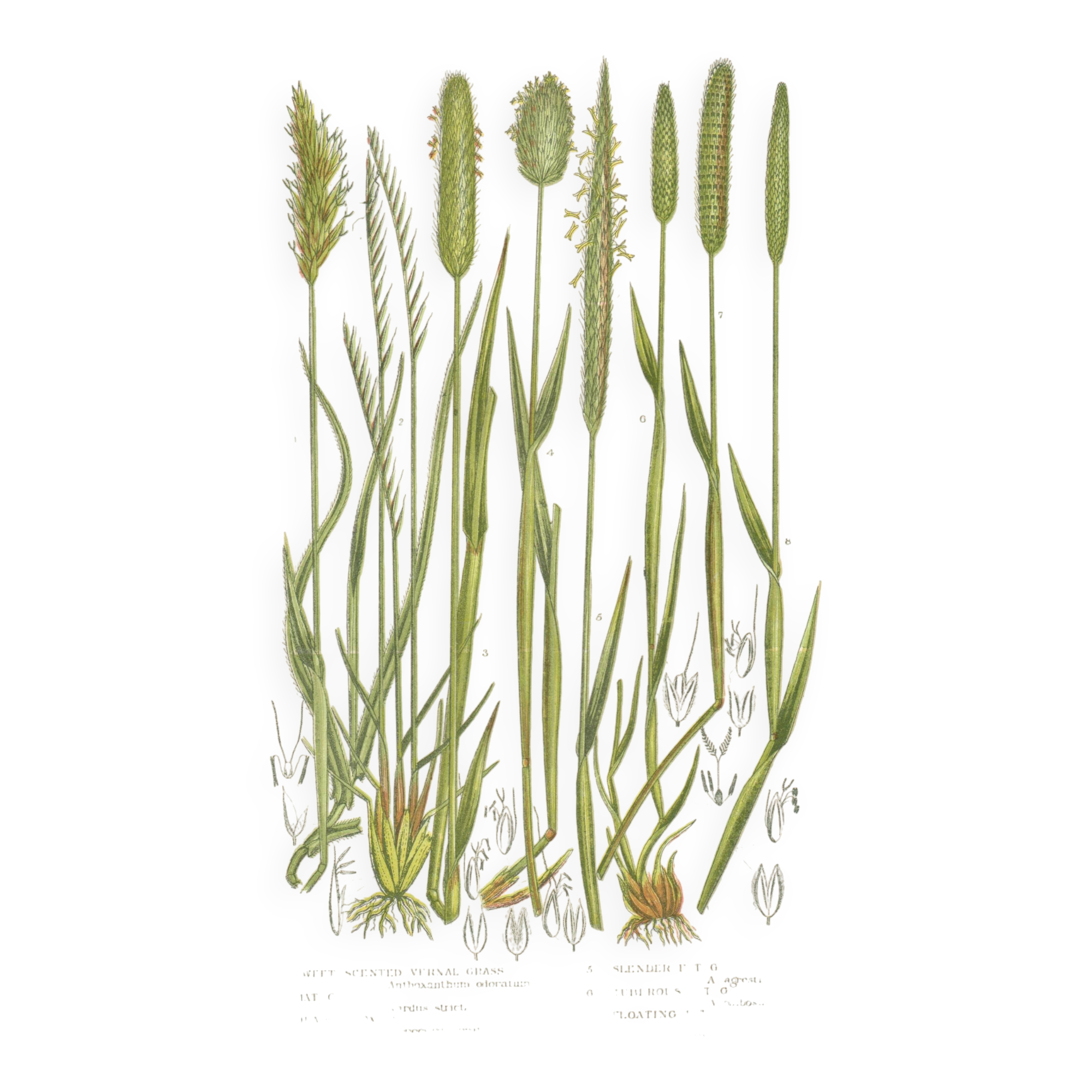 Gravure botanique ancienne de 1889 - Herbes douces par A. Pratt - naturelle