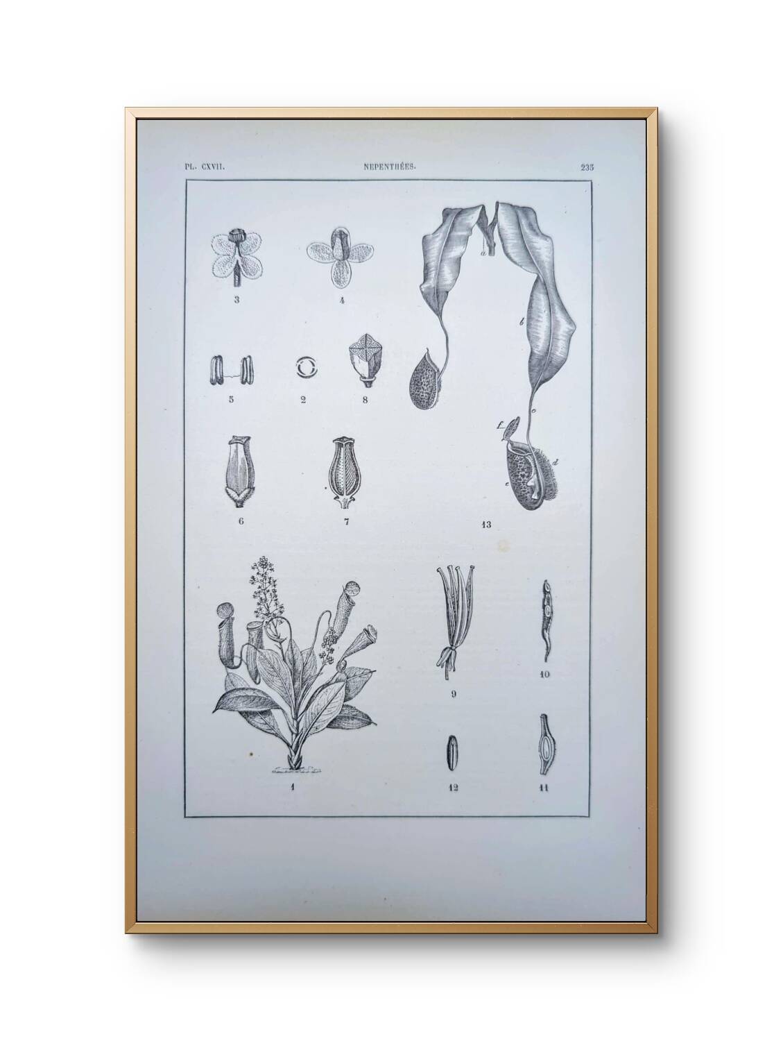 Printed in 1889, the Nepenthes (carnivorous plants).