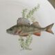 12 assiettes en porcelaine