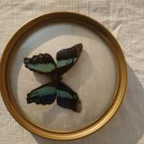 Butterfly round shape