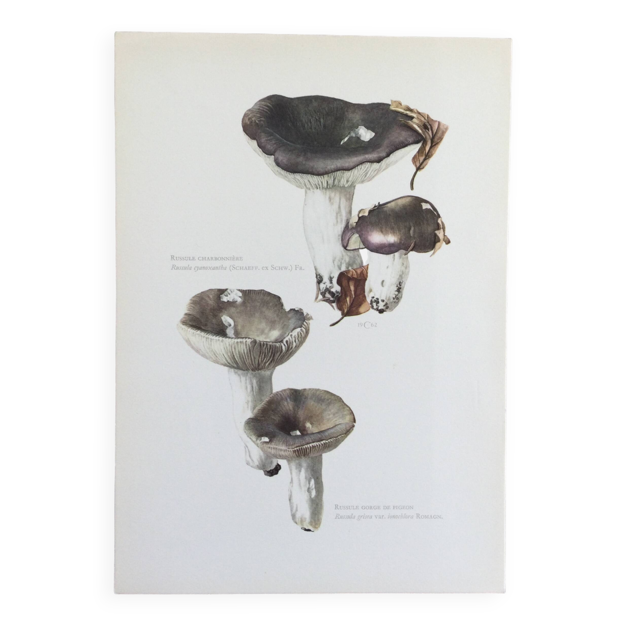 Botanical Illustration Mushrooms Russula Vintage Print 60s