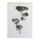 Botanical Illustration Mushrooms Russula Vintage Print 60s