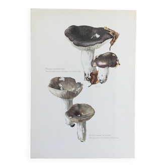 Botanical Illustration Mushrooms Russula Vintage Print 60s