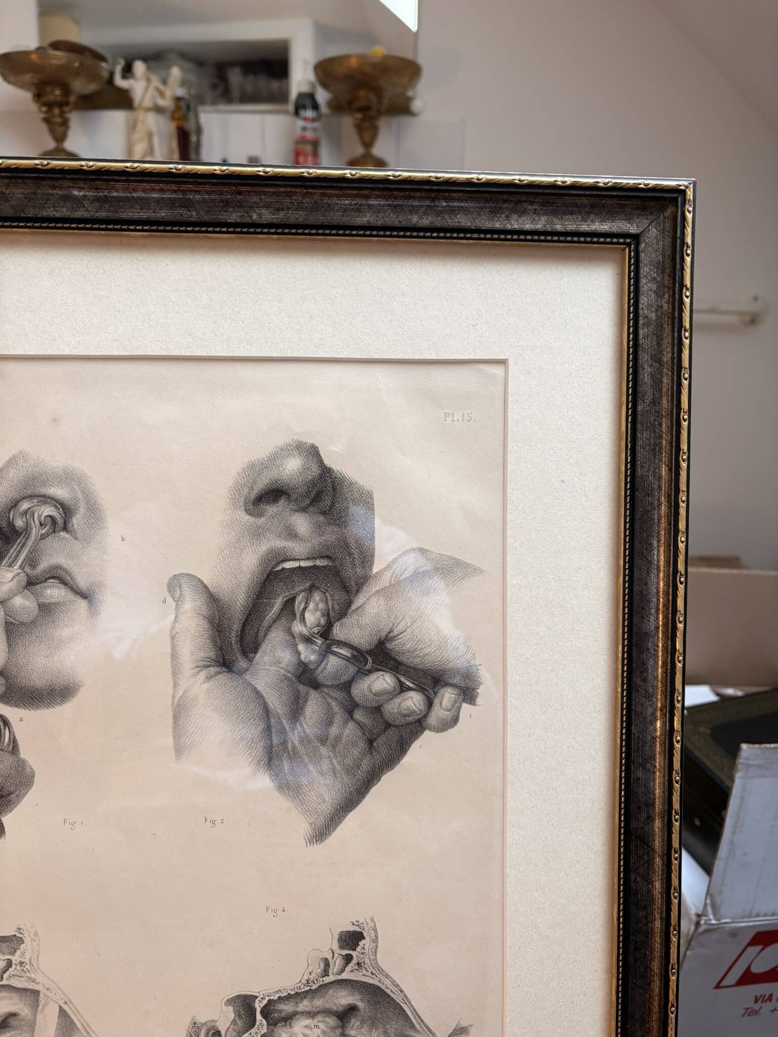 Old Engraving Nose Nasal Cavity NICOLAS HENRI Jacob Bourgery Medical Anatomy