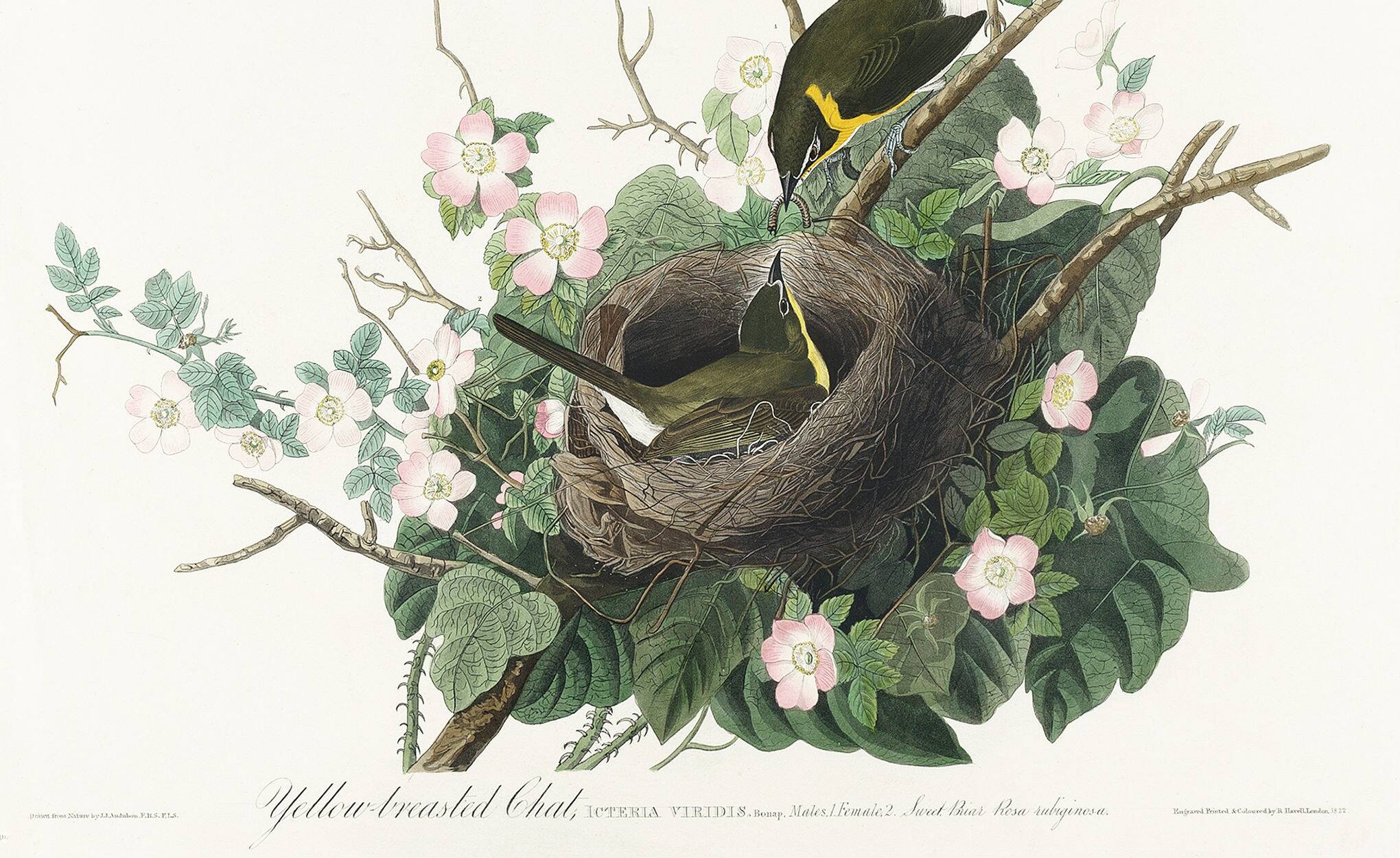 Poster about the Yellow-throated Sparrow, based on an old engraving from 1827.