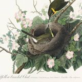 Poster about the Yellow-throated Sparrow, based on an old engraving from 1827.