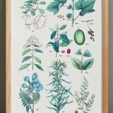 Poster on plants, after an engraving from 1881 (vine, ipecac, polemonium, jujube, coffee tree)