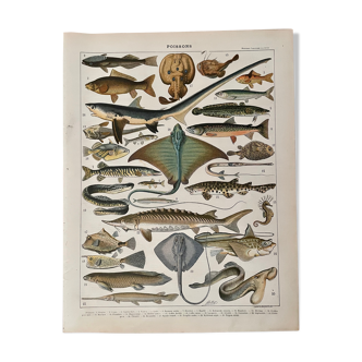 Lithograph on fish from 1897 (stud)