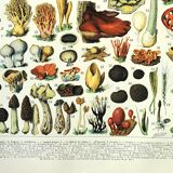 Gravure botanique 1897 A. Millot - Champignon 2, cueillette