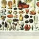 Botanical engraving 1897 A. Millot - Mushroom 2, picking