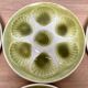 Set of 6 oyster plates in Earthenware Mill of Wolves