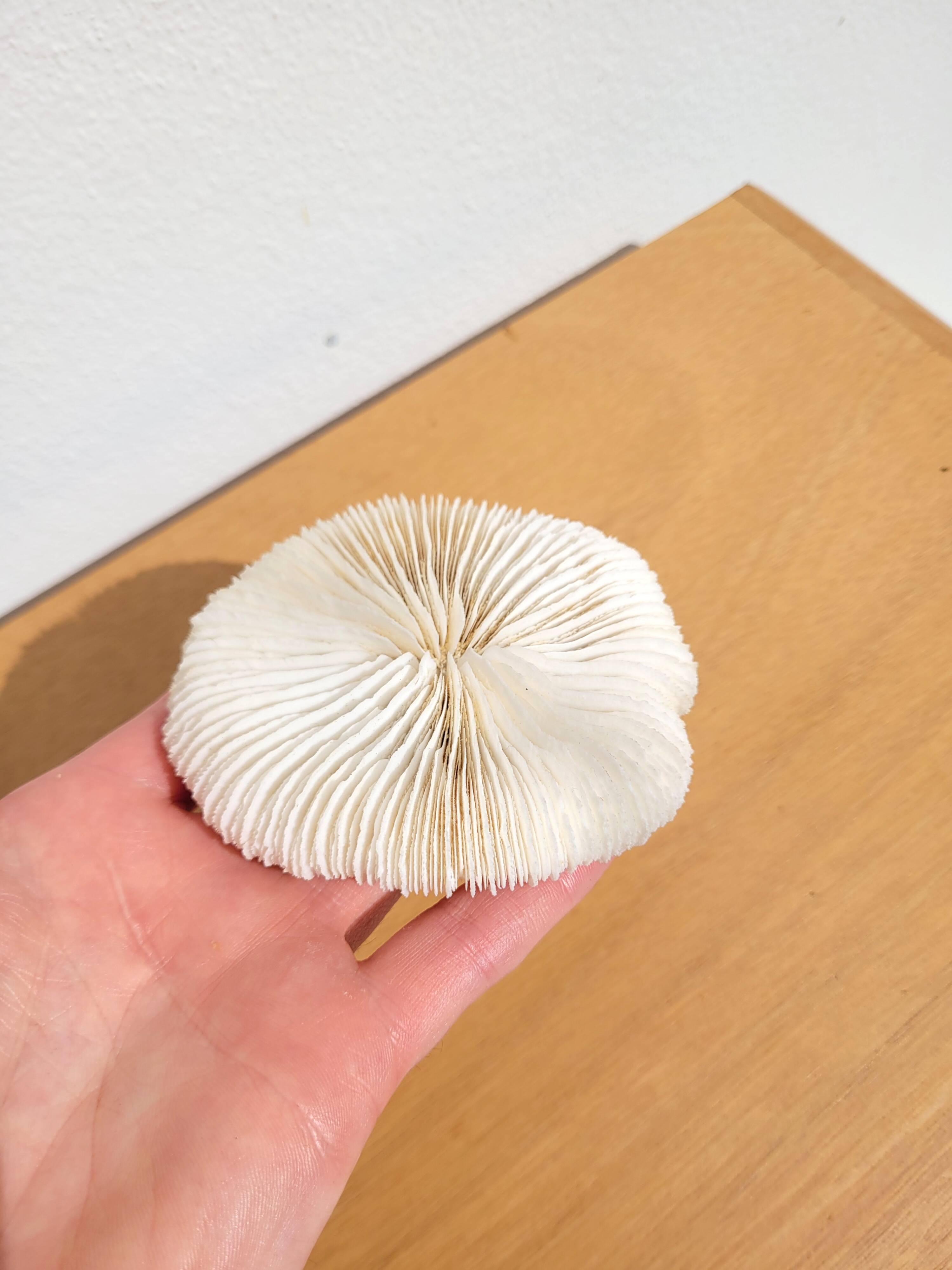 Ancient Coral Fungia or Shark Cushion