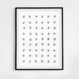 Ants - Maxlesquatt