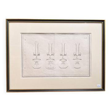 Old Print Engraving 19th Century Anatomy Nose Mouth Plate Head Morphology
