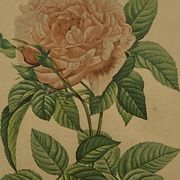 Lithographie ancienne rose encadrée sous verre imprimerie de Remond ACC-7058