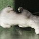Chien, bouledogue, en terre cuite de Bavent