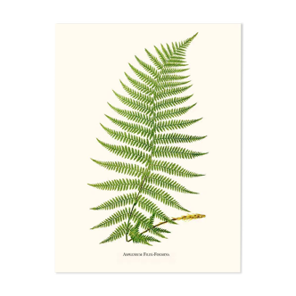 Vintage botanical illustration of Asplenium fern.