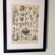 Gravure ancienne • Fruits, graines et légumes • Affiche originale de 1922