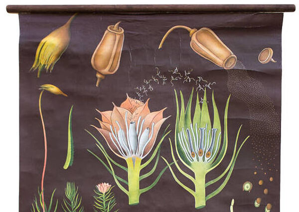 Tableau éducatif de Jung-Koch-Quentell, polytrichum 1959