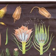 Educational painting of Jung-Koch-Quentell, polytrichum 1959