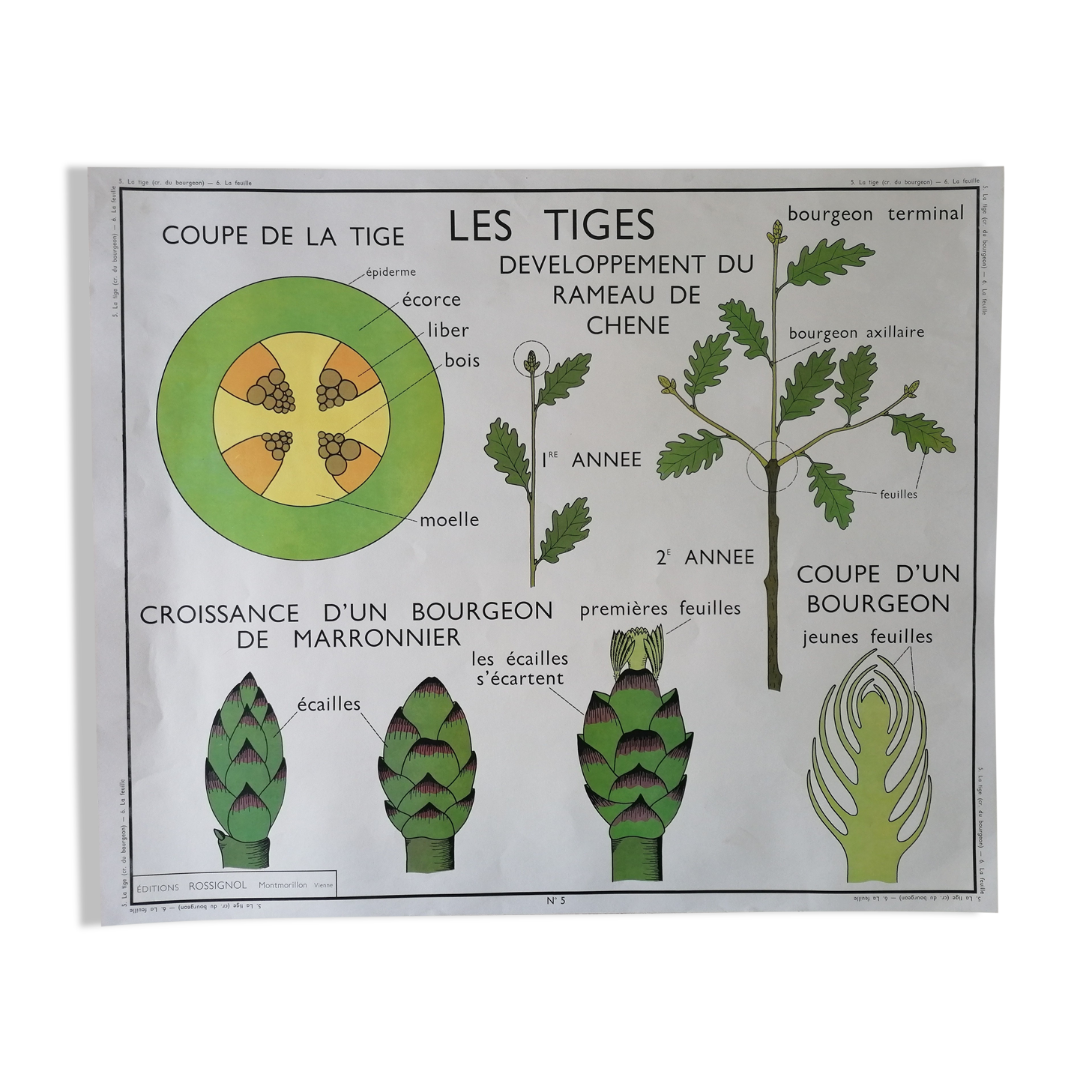 Rossignol school poster from the 60s: The Leaf - The stems.