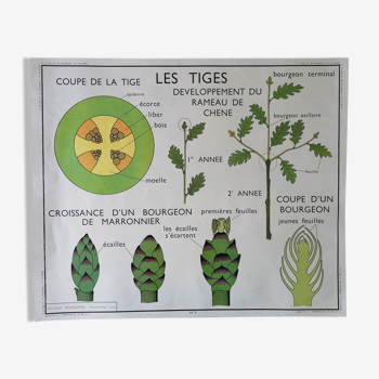 Affiche scolaire rossignol des années 60 : la feuille - les tiges .