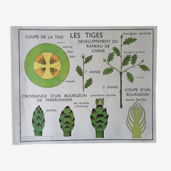 Rossignol school poster from the 60s: The Leaf - The stems.