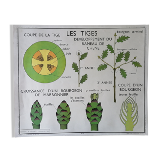 Affiche scolaire rossignol des années 60 : la feuille - les tiges .