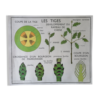 Rossignol school poster from the 60s: The Leaf - The stems.