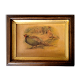 Old table presentation phasaianus versicolor- japanese pheasants